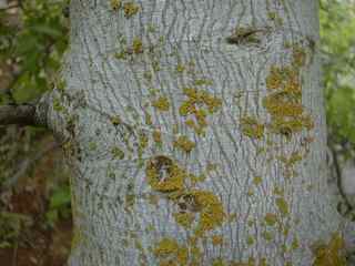 Plant Image