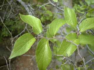 Plant Image