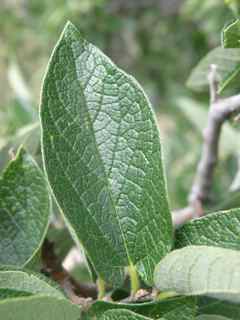 Plant Image