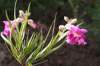Plant Image
