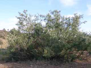 Plant Image