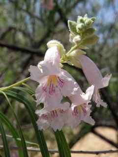 Plant Image