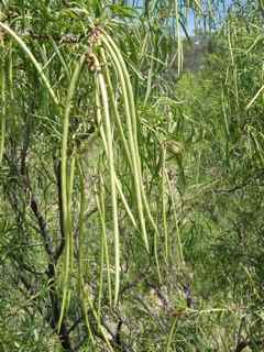 Plant Image