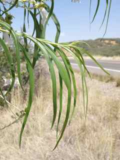 Plant Image