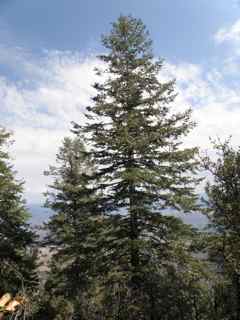 Plant image