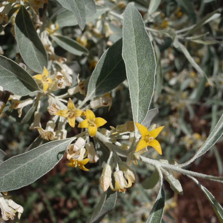Plant Image