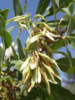 Plant Image