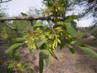 Plant Image