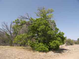 Plant image