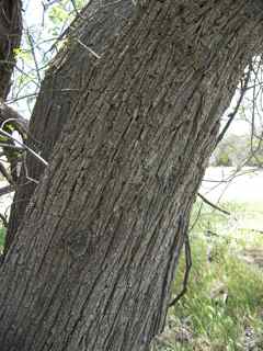 Plant Image