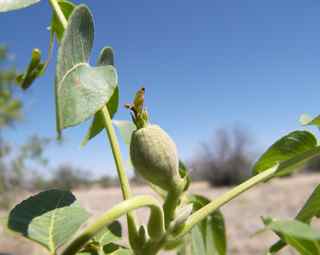 Plant Image