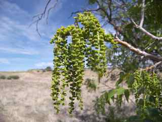 Plant Image