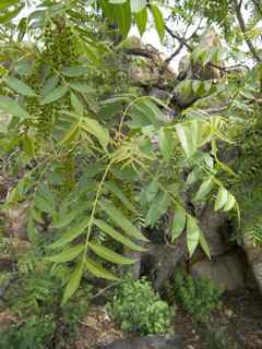 Plant Image