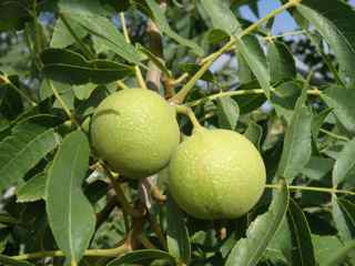 Plant Image