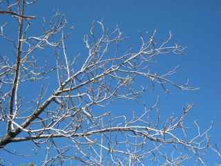 Plant Image