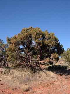 Plant Image
