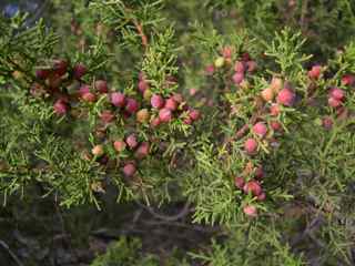 Plant Image