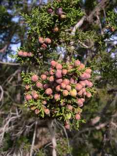 Plant Image