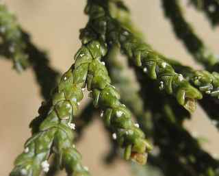 Plant Image