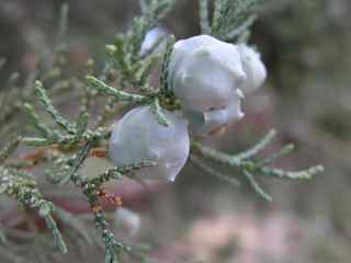 Plant Image