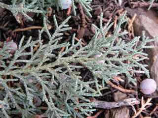 Plant Image