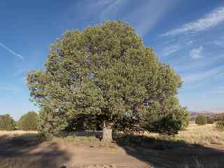 Plant Image