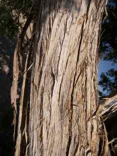Plant Image