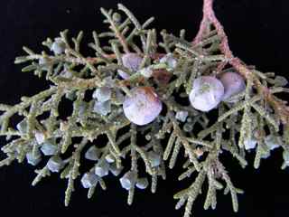 Plant Image