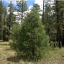 Plant image