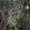 Plant Image