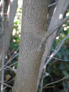 Plant Image