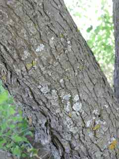 Plant Image