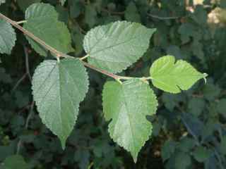 Plant Image