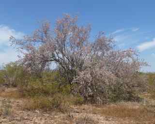Plant image