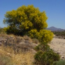 Plant image