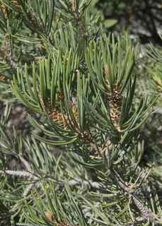 Plant Image