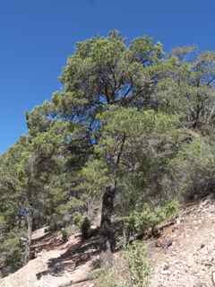 Plant Image