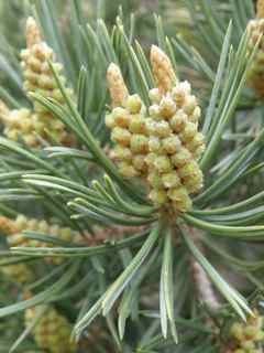 Plant Image