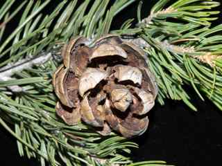 Plant Image