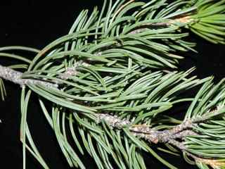 Plant Image
