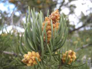Plant Image
