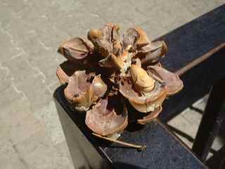 Plant Image