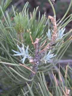 Plant Image