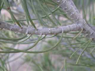 Plant Image
