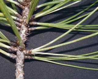 Plant Image