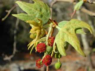 Plant Image
