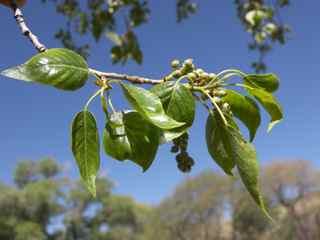 Plant Image