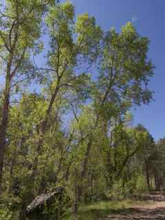 Plant image