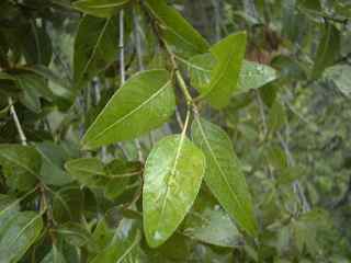 Plant Image