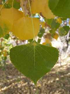 Plant Image
